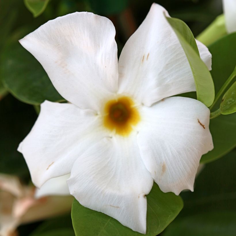 Dipladenia BELLA Wit - Mandevilla (Bloei)