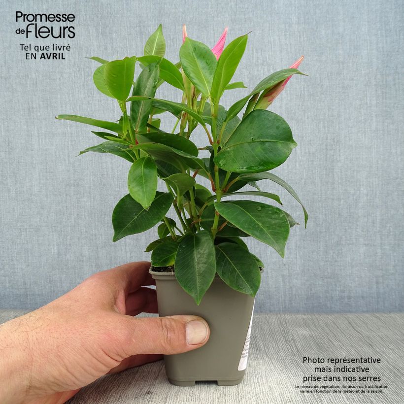 Exemplaar van Dipladenia Diamantina Jade Pink - Mandevilla Pot van 10 cm/11 cm zoals geleverd in de lente
