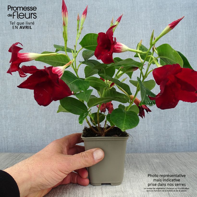 Exemplaar van Dipladenia Diamantina Jade Red - Mandevilla Pot van 2 l/3 l zoals geleverd in de lente