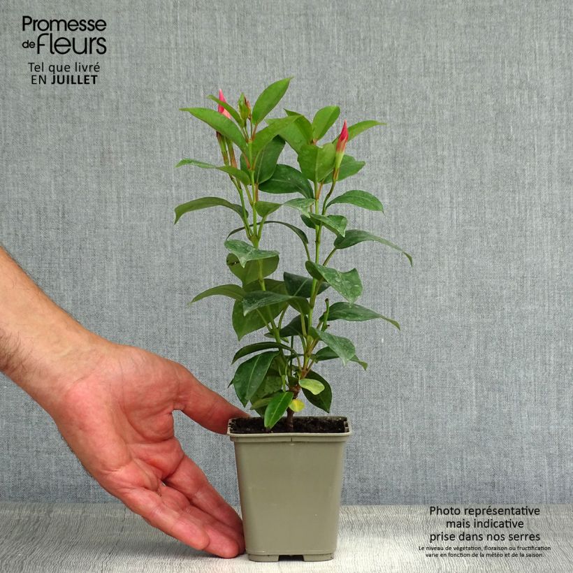 Exemplaar van Dipladenia Diamantina Jade Roze - Mandevilla Pot van 2 l/3 l zoals geleverd in de zomer
