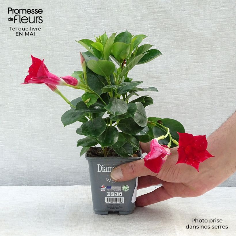 Exemplaar van Dipladenia Diamantina Jade Scarlet - Mandevilla Pot van 10 cm/11 cm zoals geleverd in de lente