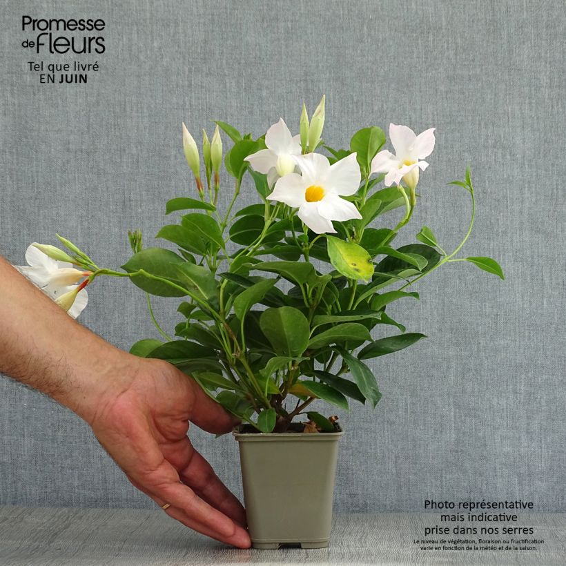 Exemplaar van Dipladenia Diamantina Jade White - Mandevilla Pot van 10 cm/11 cm zoals geleverd in de zomer