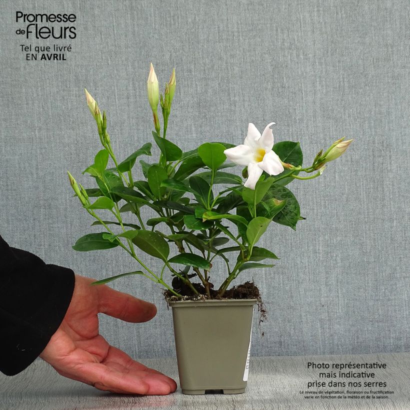 Exemplaar van Dipladenia Diamantina Jade White - Mandevilla Pot van 10 cm/11 cm zoals geleverd in de lente