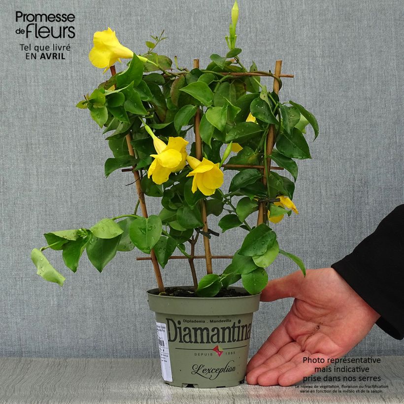 Exemplaar van Dipladenia Diamantina Opale Citrine 2.0 - Mandevilla Pot van 1 l/1,5 l zoals geleverd in de lente