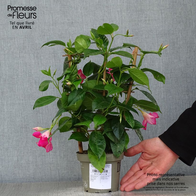 Exemplaar van Dipladenia Diamantina Quartz Pink & Yellow - Mandevilla Pot van 1 l/1,5 l zoals geleverd in de lente