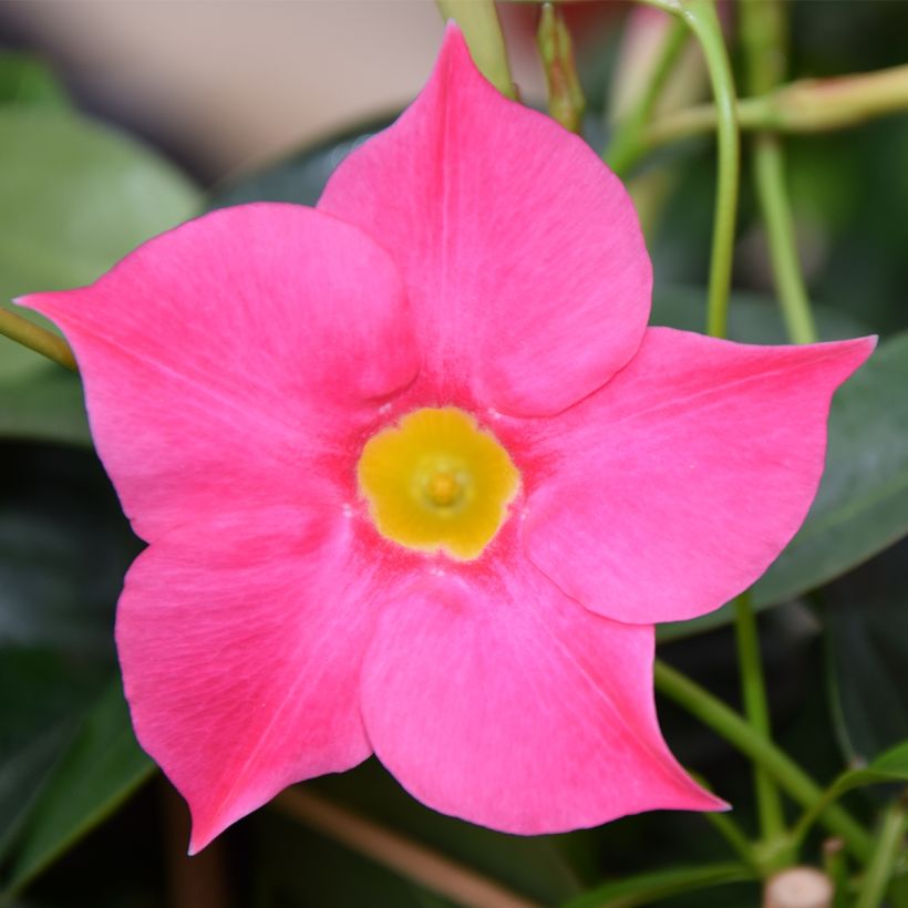 Dipladenia Diamantina Quartz Pink & Yellow - Mandevilla (Bloei)