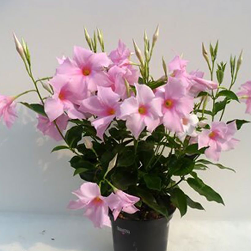 Dipladenia Diamantina Tourmaline Pink - Mandevilla (Groeiplaats)