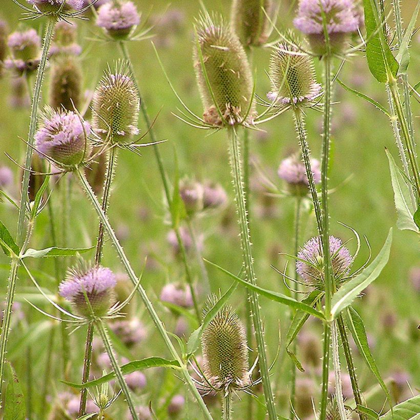 Dipsacus fullonum - Grote kaardebol (Bloei)