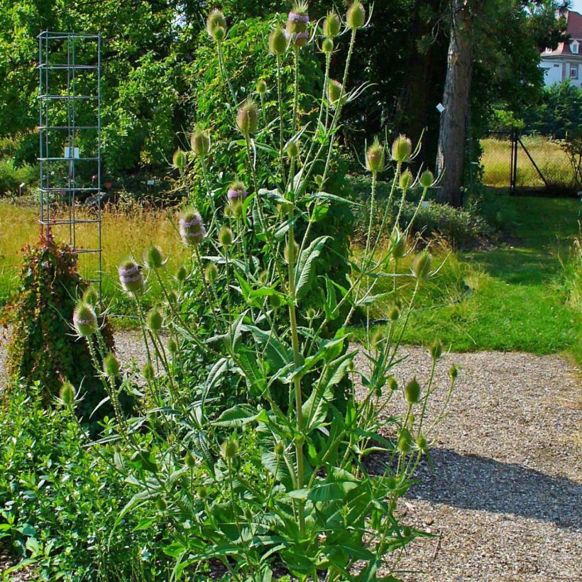 Dipsacus fullonum - Grote kaardebol (Groeiplaats)