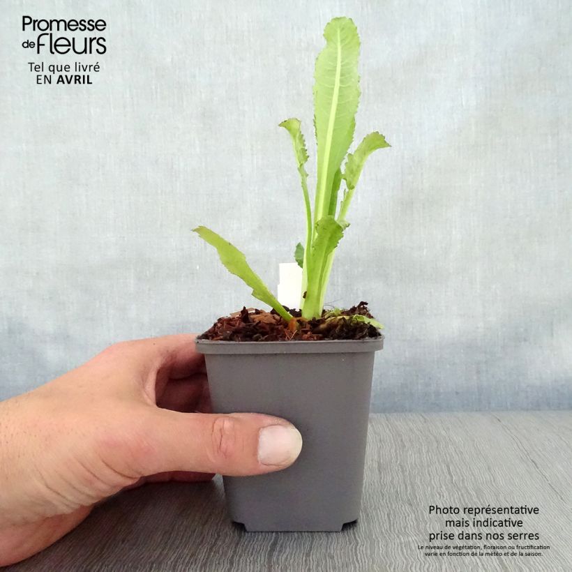 Exemplaar van Dipsacus fullonum - Grote kaardebol Kweekpotje van 8/9 cm zoals geleverd in de lente