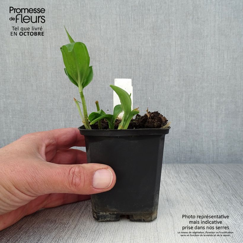 Exemplaar van Disporopsis pernyi - Schijnsalomonszegel Kweekpotje van 8/9 cm zoals geleverd in de herfst