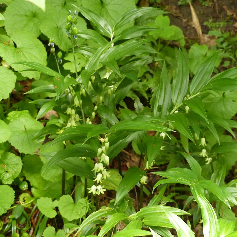 Disporopsis pernyi - Schijnsalomonszegel (Groeiplaats)