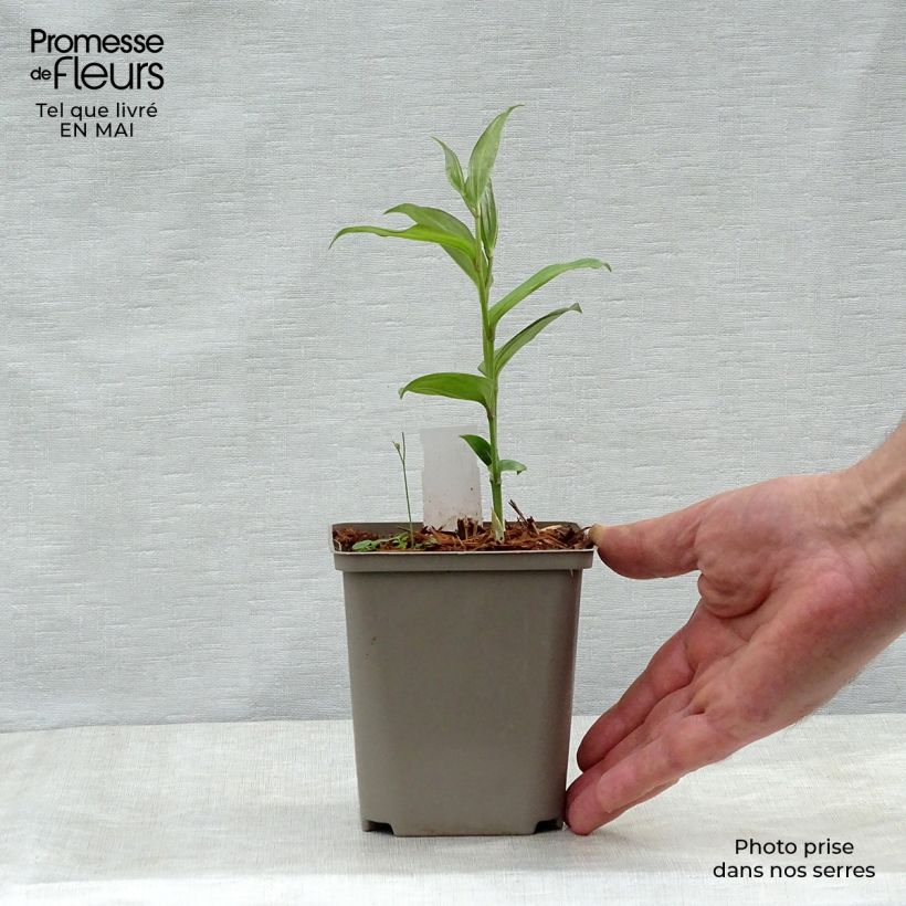 Exemplaar van Disporum cantoniense Green Giant - Elfenklokje Pot van 10 cm/11 cm zoals geleverd in de lente