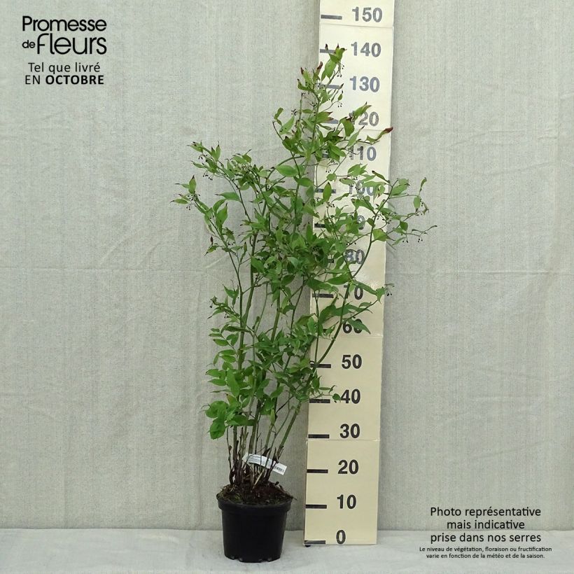 Exemplaar van Disporum cantoniense Green Giant - Elfenklokje Pot van 3 l/4 l zoals geleverd in de herfst