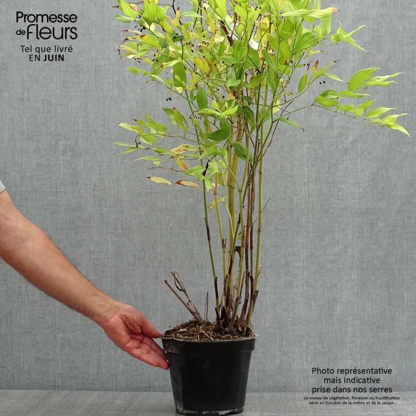Exemplaar van Disporum cantoniense Green Giant - Elfenklokje Pot van 3 l/4 l zoals geleverd in de zomer