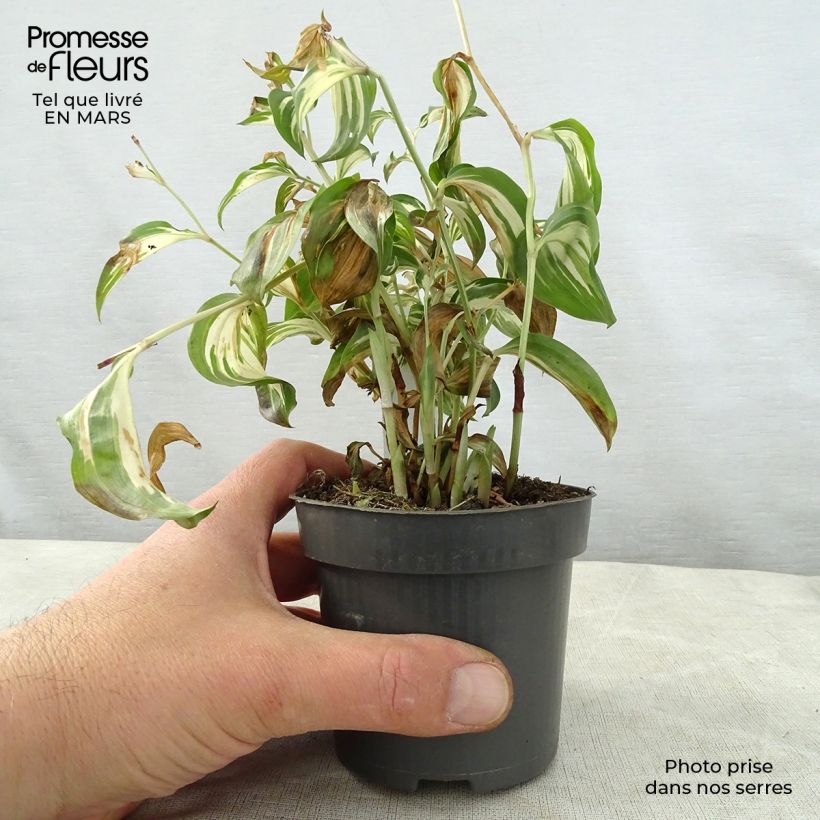 Exemplaar van Disporum cantoniense Moonlight - Elfenklokje Kweekpotje van 8/9 cm zoals geleverd in de lente