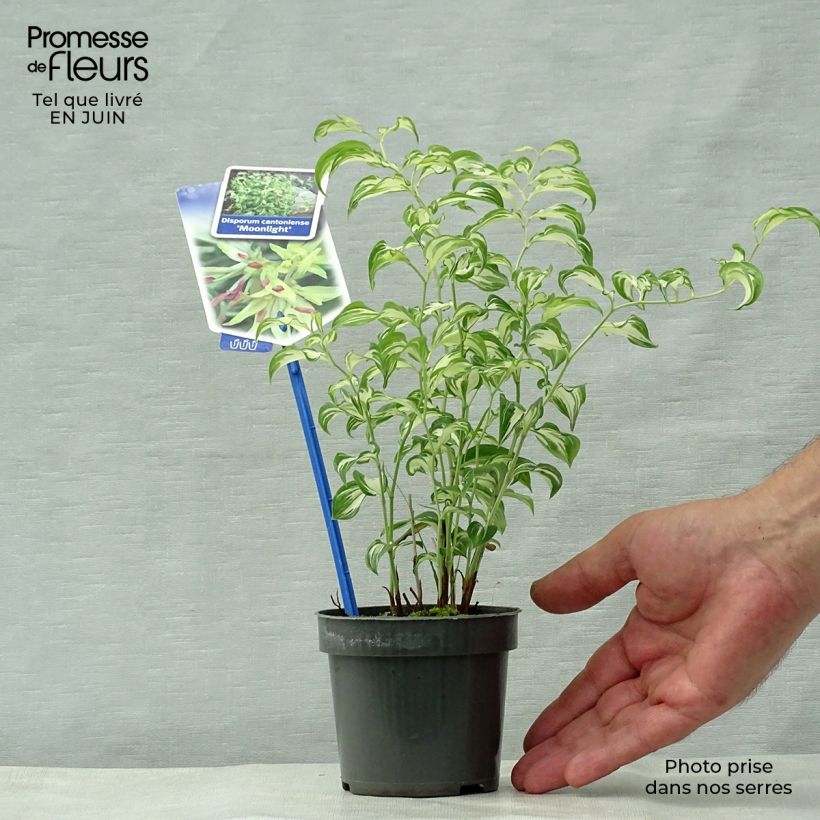 Exemplaar van Disporum cantoniense Moonlight - Elfenklokje Kweekpotje van 8/9 cm zoals geleverd in de zomer