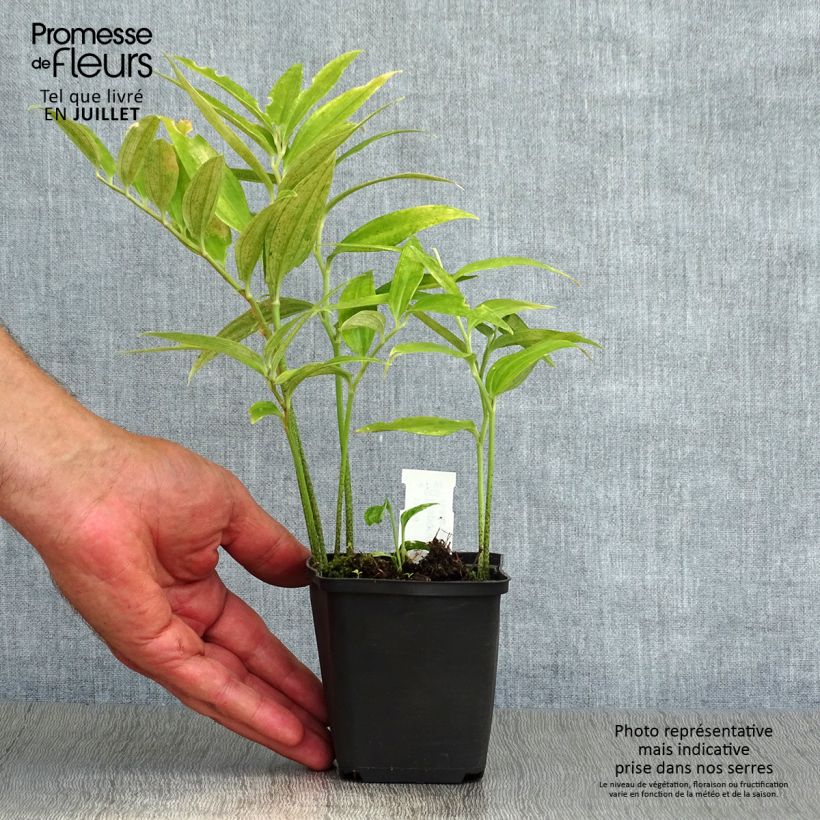 Exemplaar van Disporum sessile - Elfenklokje Kweekpotje van 8/9 cm zoals geleverd in de zomer