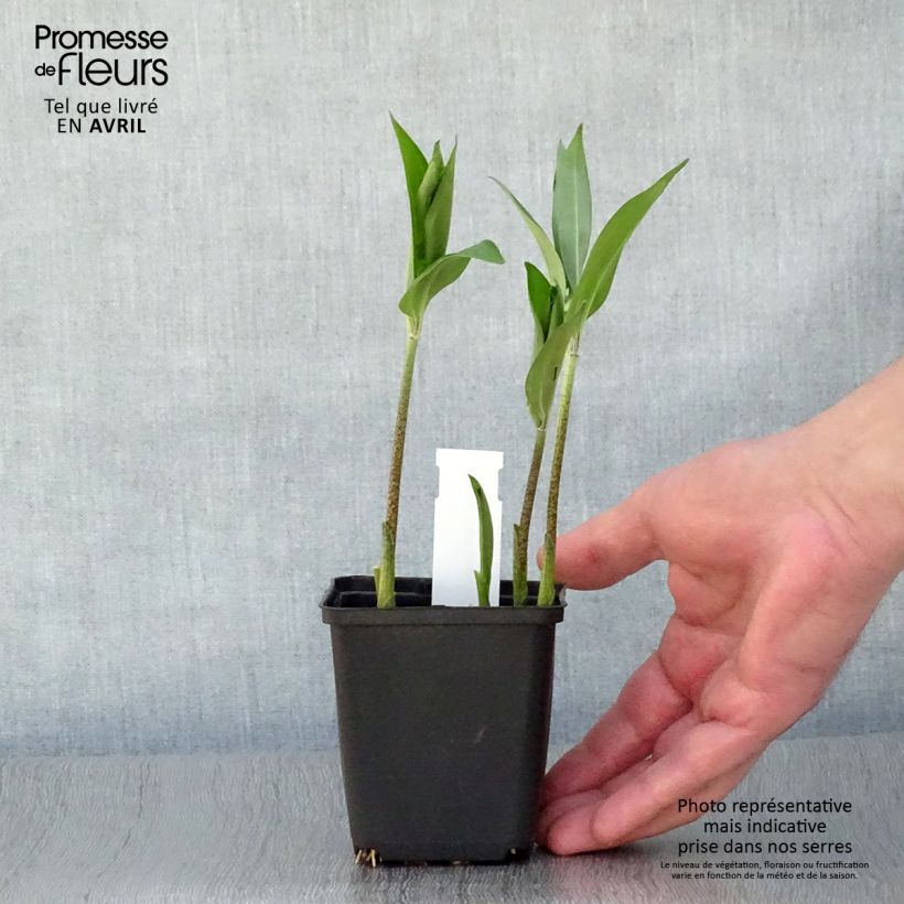 Exemplaar van Disporum sessile - Elfenklokje Kweekpotje van 8/9 cm zoals geleverd in de lente