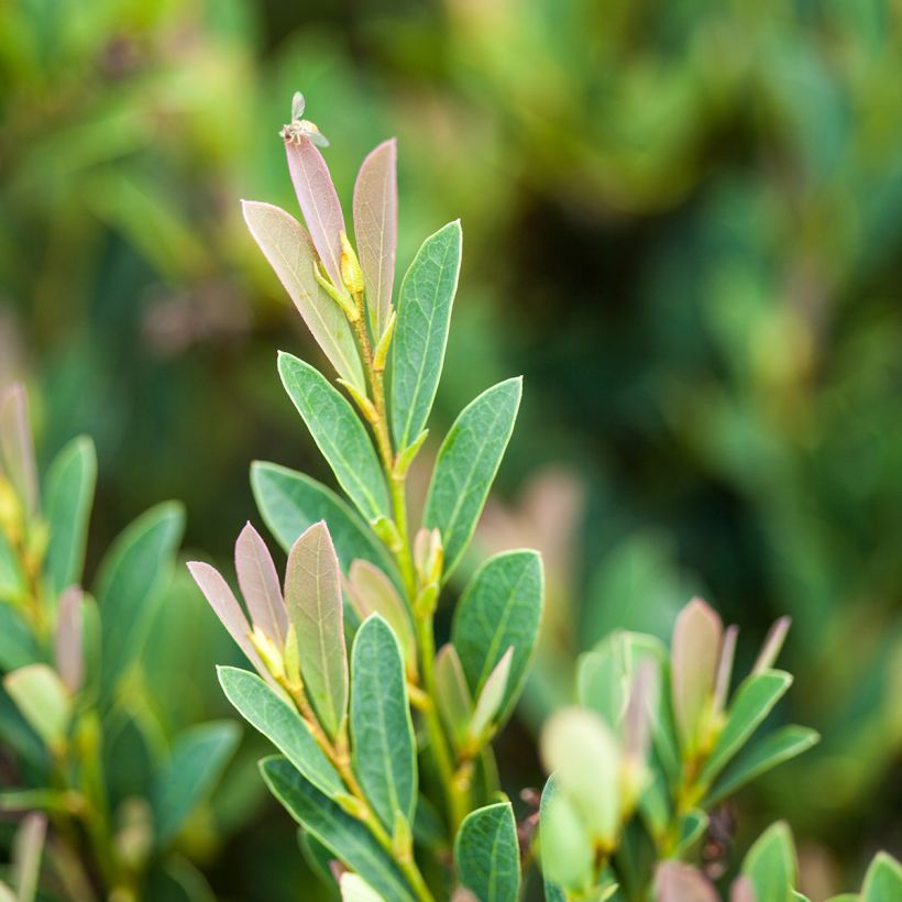 Distylium Cinnamon Girl - Winter toverhazelaar (Blad)