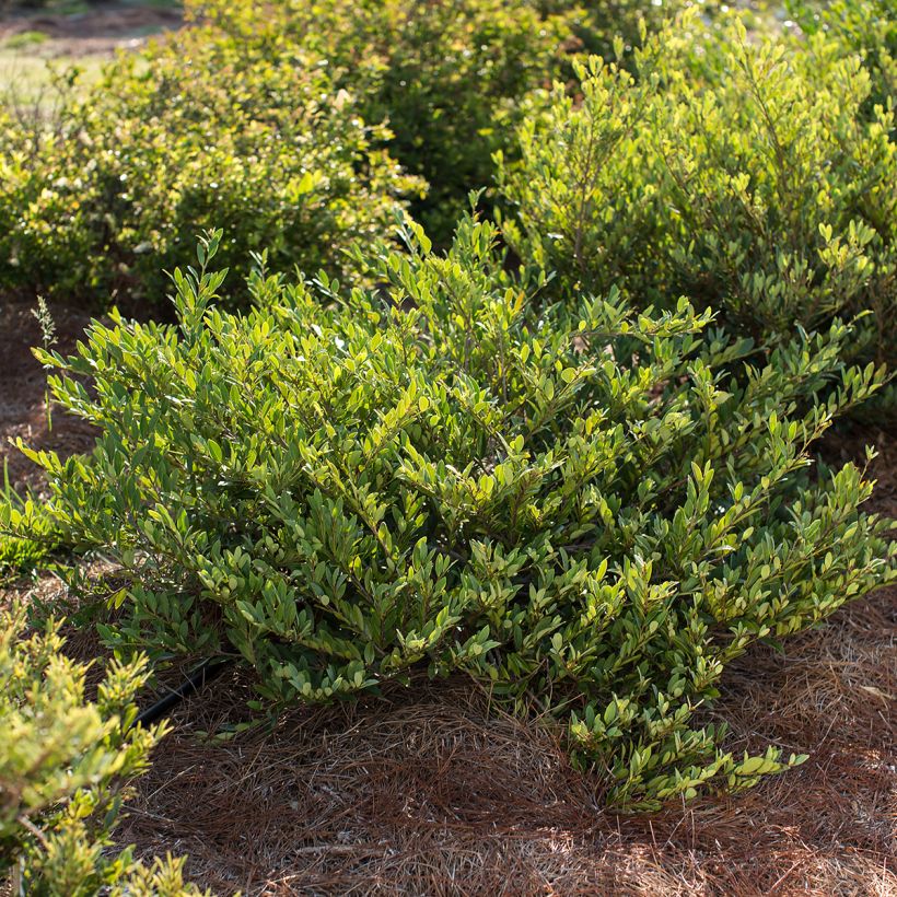 Distylium Cinnamon Girl - Winter toverhazelaar (Groeiplaats)
