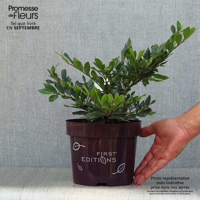 Exemplaar van Distylium Coppertone - Winter toverhazelaar Pot van 2 l/3 l zoals geleverd in de herfst