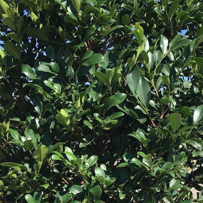 Distylium Linebacker - Winter toverhazelaar (Blad)