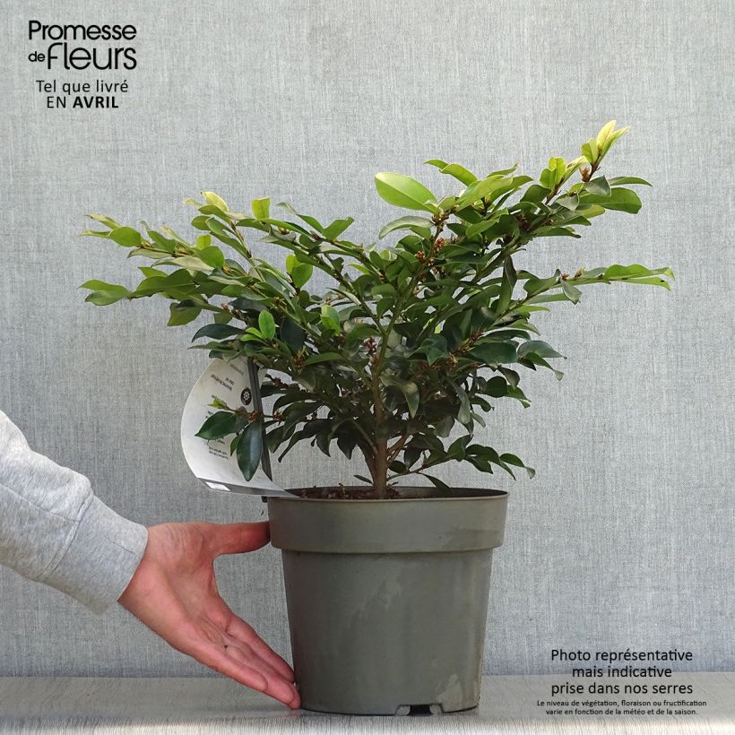 Exemplaar van Distylium Linebacker - Winter toverhazelaar Pot van 3 l/4 l zoals geleverd in de lente