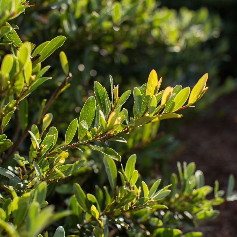 Distylium Swing Low - Winter toverhazelaar (Blad)