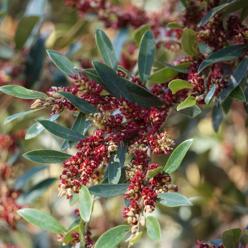 Distylium Vintage Jade - Winter toverhazelaar (Bloei)