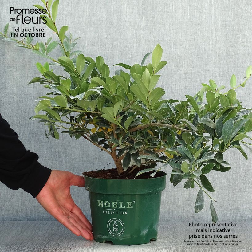 Exemplaar van Distylium Blue Cascade - Winter toverhazelaar Pot van 3 l/4 l zoals geleverd in de herfst