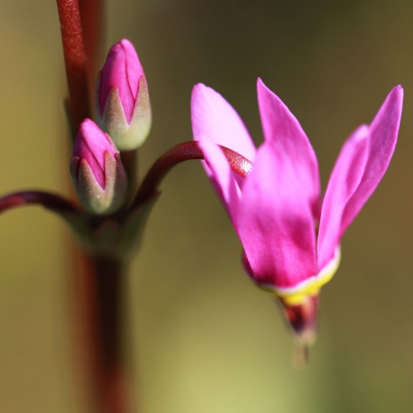 Dodecatheon jeffreyi Rotlicht - Twaalfgodenkruid (Bloei)
