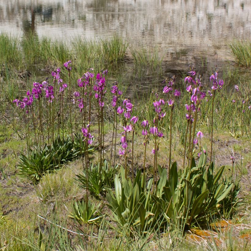Dodecatheon jeffreyi Rotlicht - Twaalfgodenkruid (Groeiplaats)