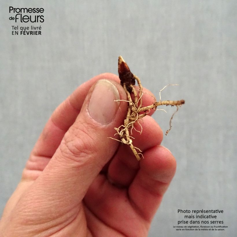 Exemplaar van Dodecatheon jeffreyi Rotlicht - Twaalfgodenkruid Naakte wortel zoals geleverd in de winter