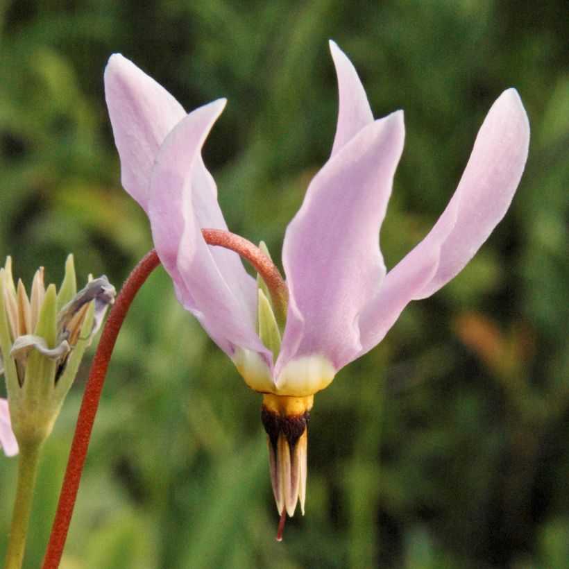 Dodecatheon meadia - Twaalfgodenkruid (Bloei)