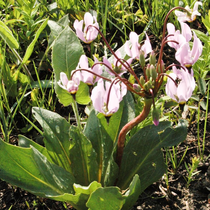 Dodecatheon meadia - Twaalfgodenkruid (Groeiplaats)