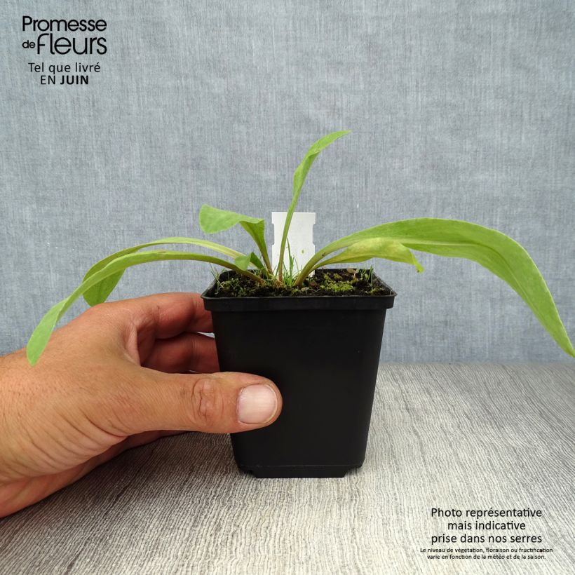 Exemplaar van Dodecatheon meadia - Twaalfgodenkruid Kweekpotje van 8/9 cm zoals geleverd in de zomer