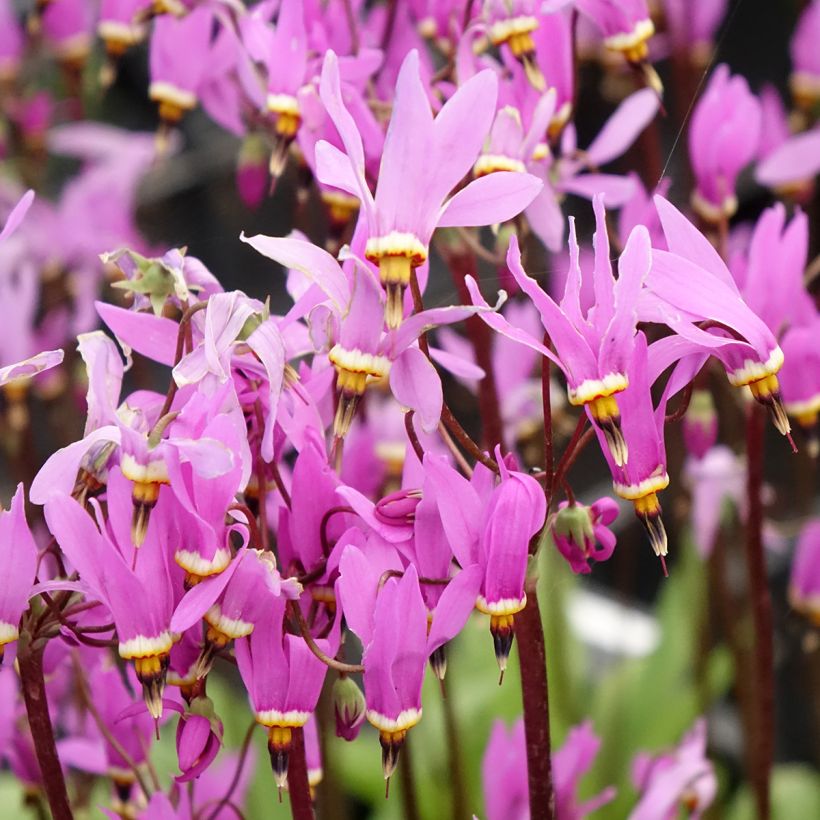 Dodecatheon meadia Queen Victoria - Twaalfgodenkruid (Bloei)