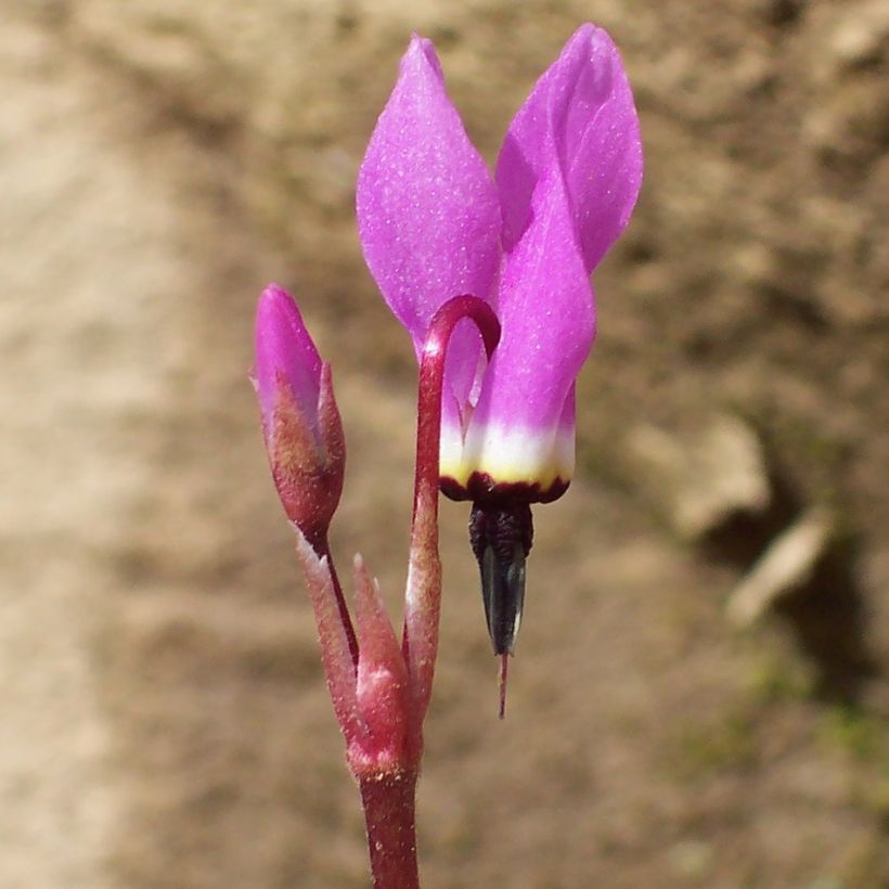 Dodecatheon pulchellum Red Wings - Twaalfgodenkruid (Bloei)