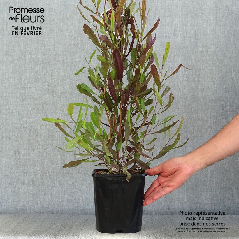Exemplaar van Dodonaea viscosa Purpurea - Kleverige hopstruik Pot van 3 l/4 l zoals geleverd in de herfst