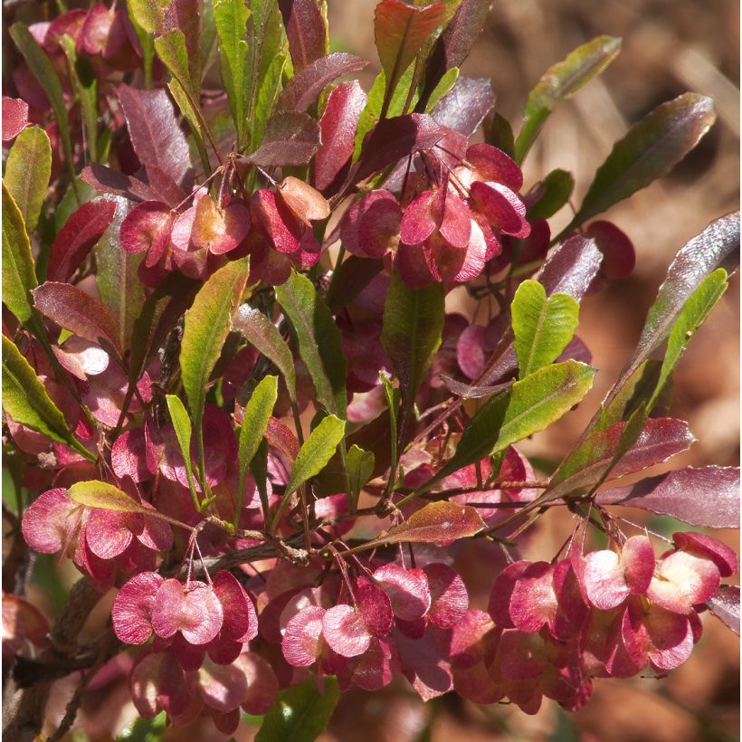 Dodonaea viscosa Purpurea - Kleverige hopstruik (Bloei)