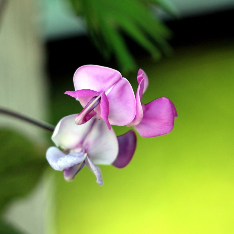 Hyacintboon - Lablab purpureus (zaad) (Bloei)