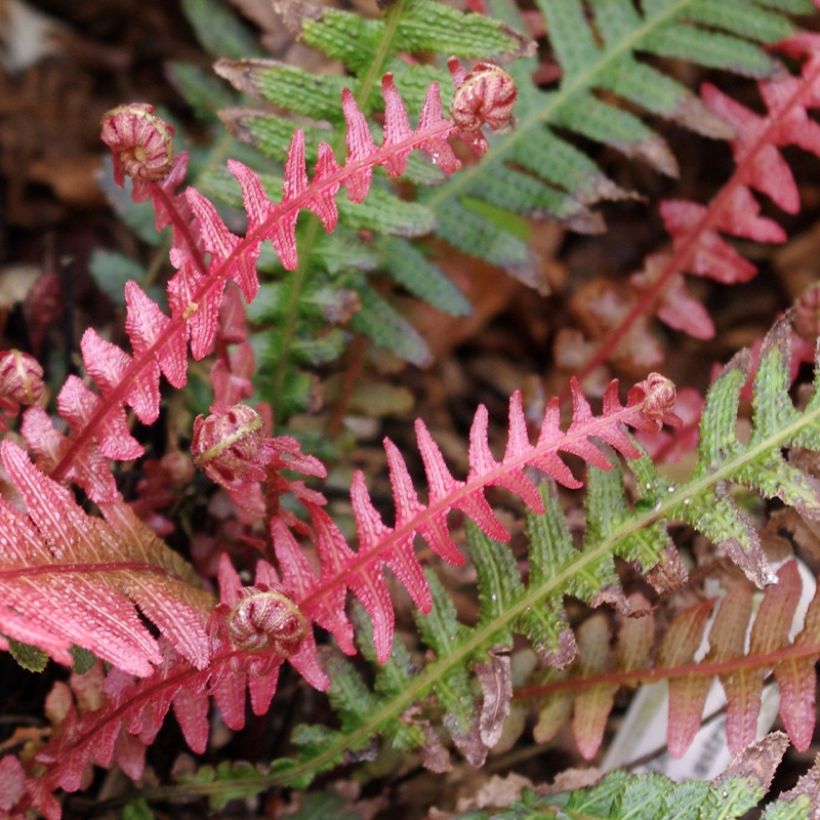 Doodia aspera Rough Ruby - Raspvaren (Blad)