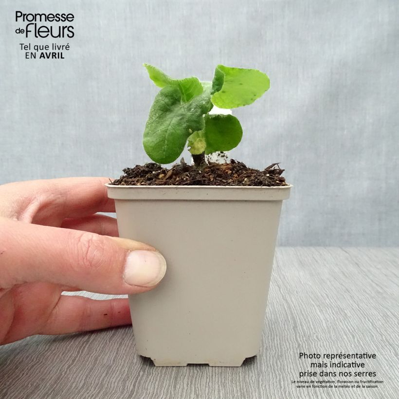 Exemplaar van Doronicum pardalianches - Hartbladzonnebloem Kweekpotje van 8/9 cm zoals geleverd in de lente