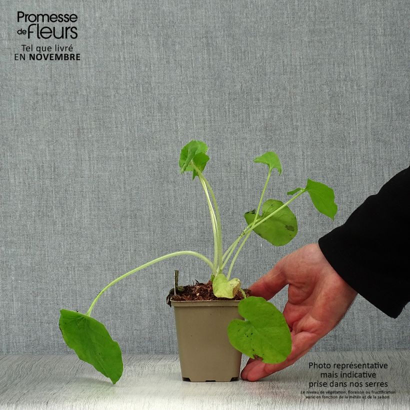 Exemplaar van Doronicum pardalianches - Hartbladzonnebloem Kweekpotje van 8/9 cm zoals geleverd in de herfst