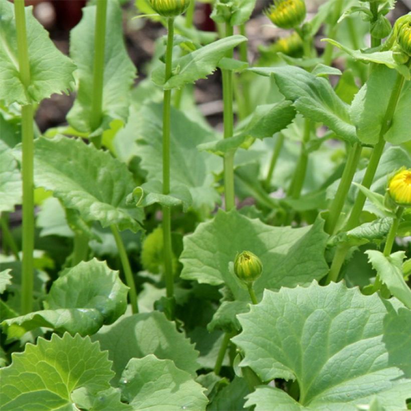 Doronicum orientale Little Leo - Voorjaarszonnebloem (Blad)
