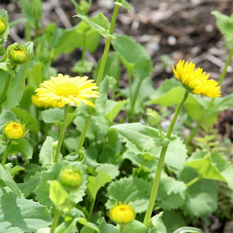 Doronicum orientale Little Leo - Voorjaarszonnebloem (Bloei)