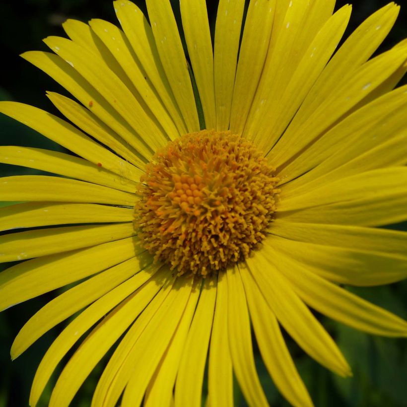 Doronicum plantagineum - Weegbreezonnebloem (Bloei)