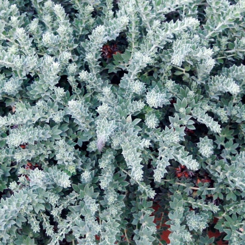 Dorycnium hirsutum Little Boy Blue - Behaarde kanarieklaver (Blad)