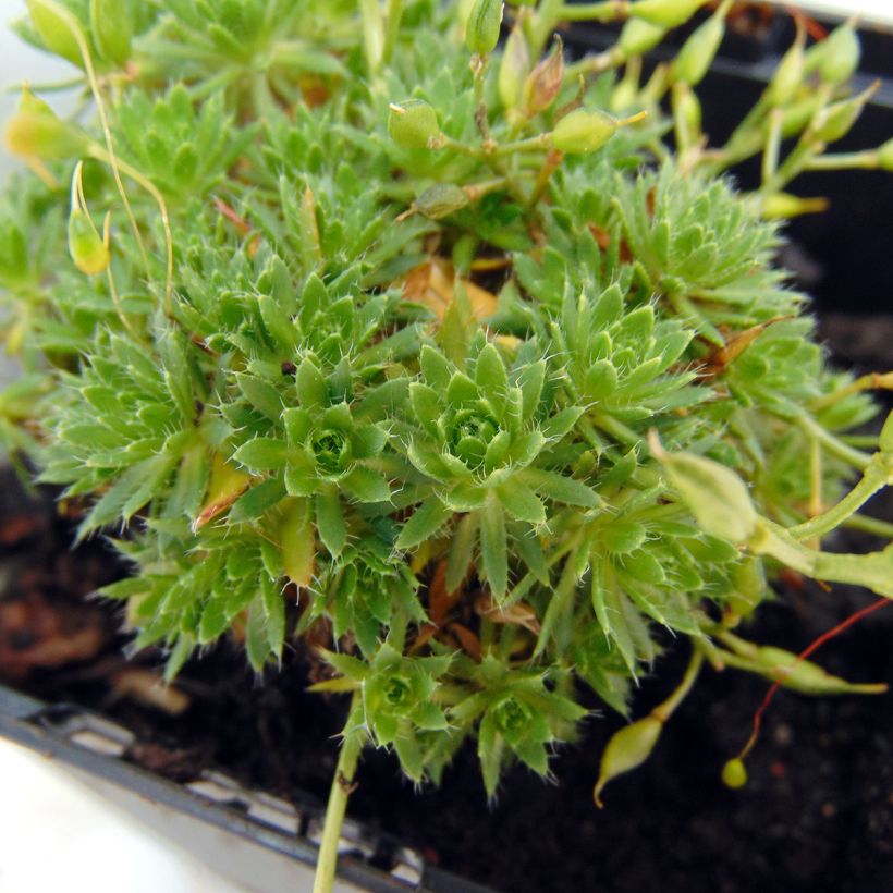 Draba aizoides - Geel hongerbloempje (Foliage)